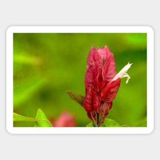 Tropical Shrimp Plant aka Justica Brandegeana Sticker